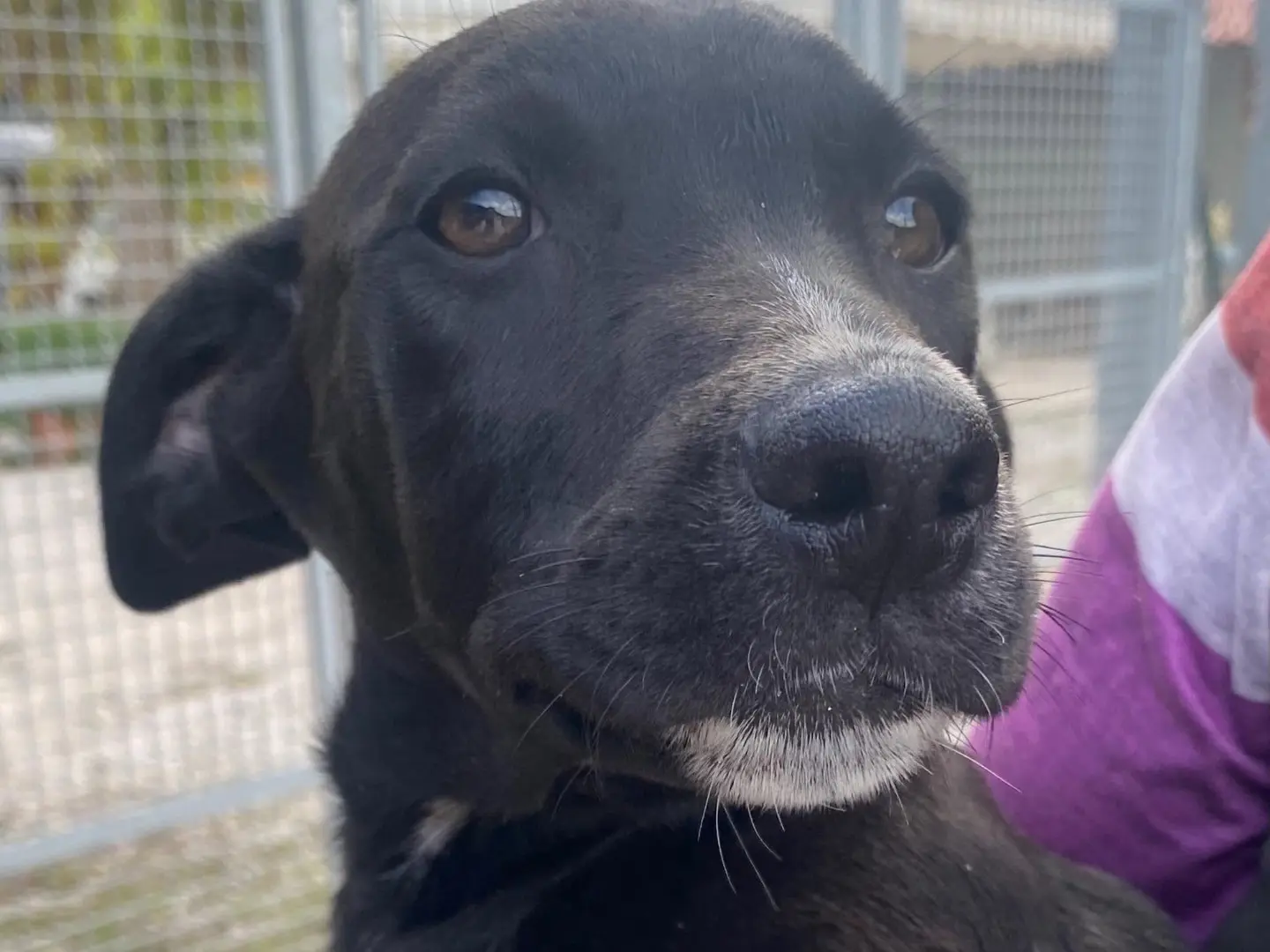 Vuoi adottare un cane a Latina?