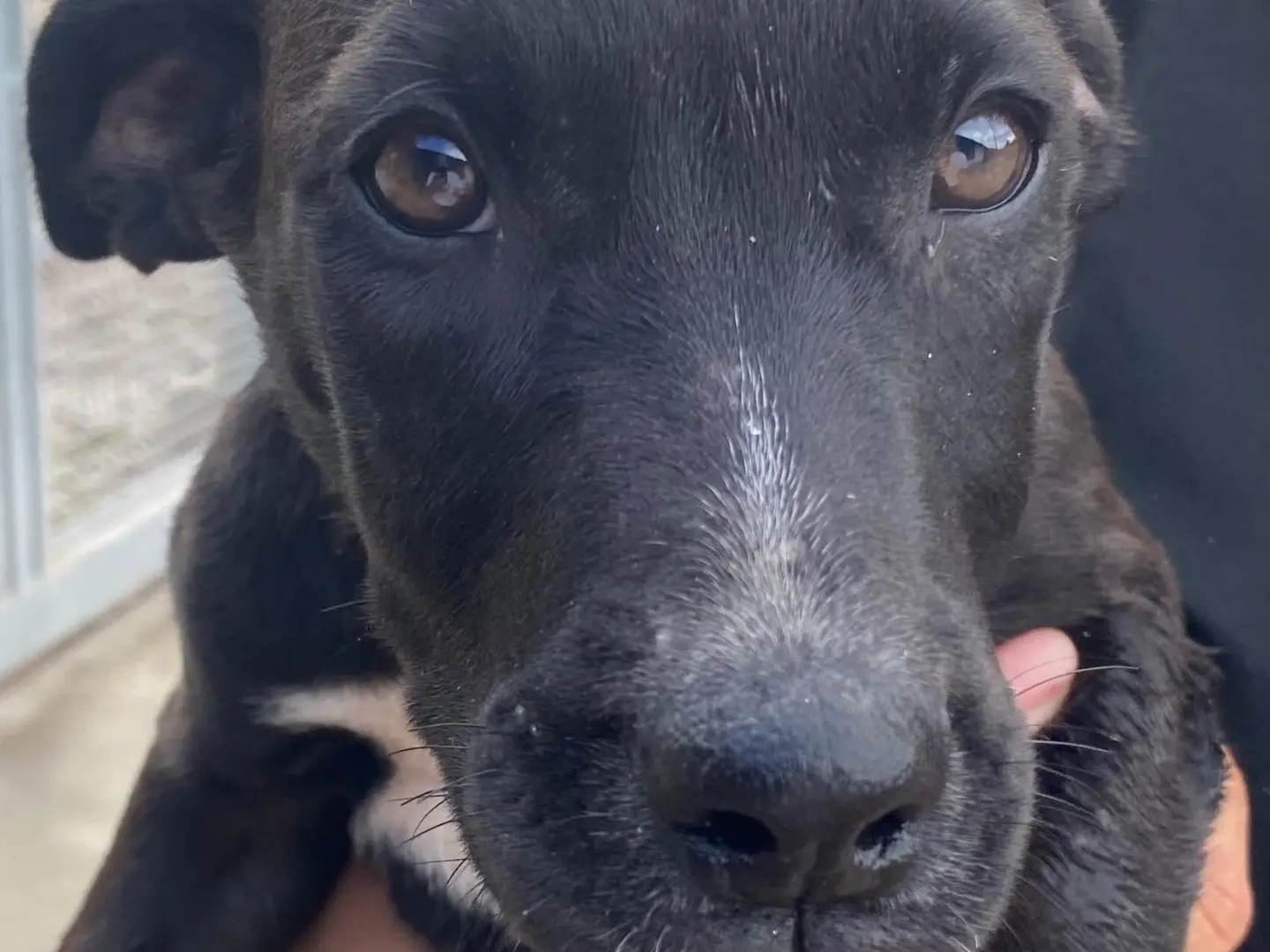 Adotta un cane, taglia media, maschio, Latina