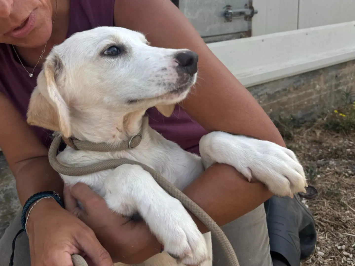 Adozione cane, maschio, Razza sconosciuta Razza sconosciuta, 7 mesi, taglia media, Trapani