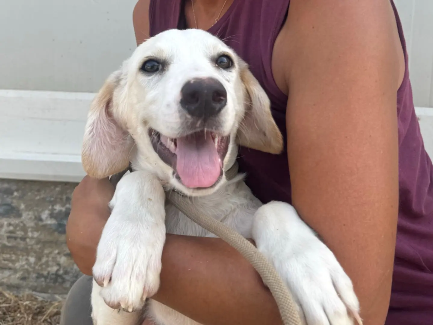 Adotta un cane, maschio, 7 mesi, Trapani