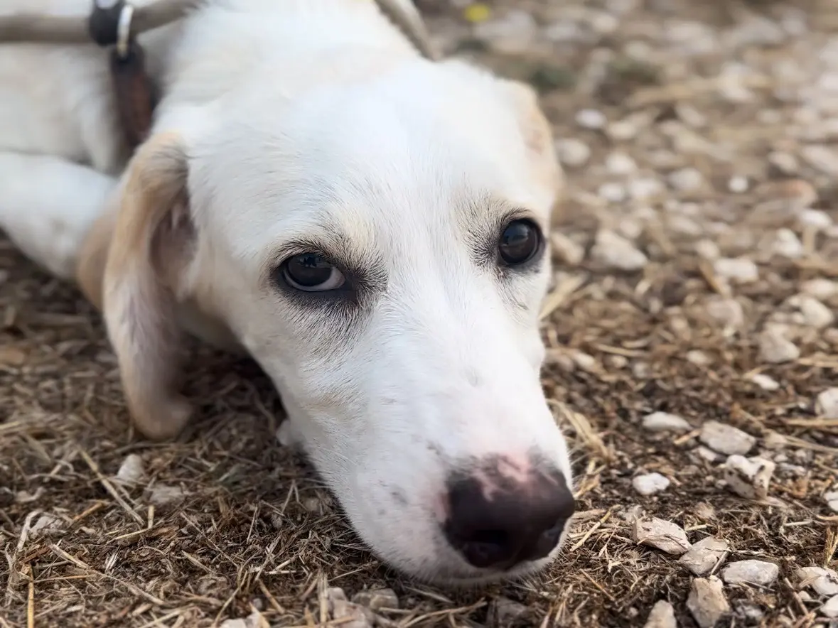 Adotta un cane, taglia media, maschio, Trapani