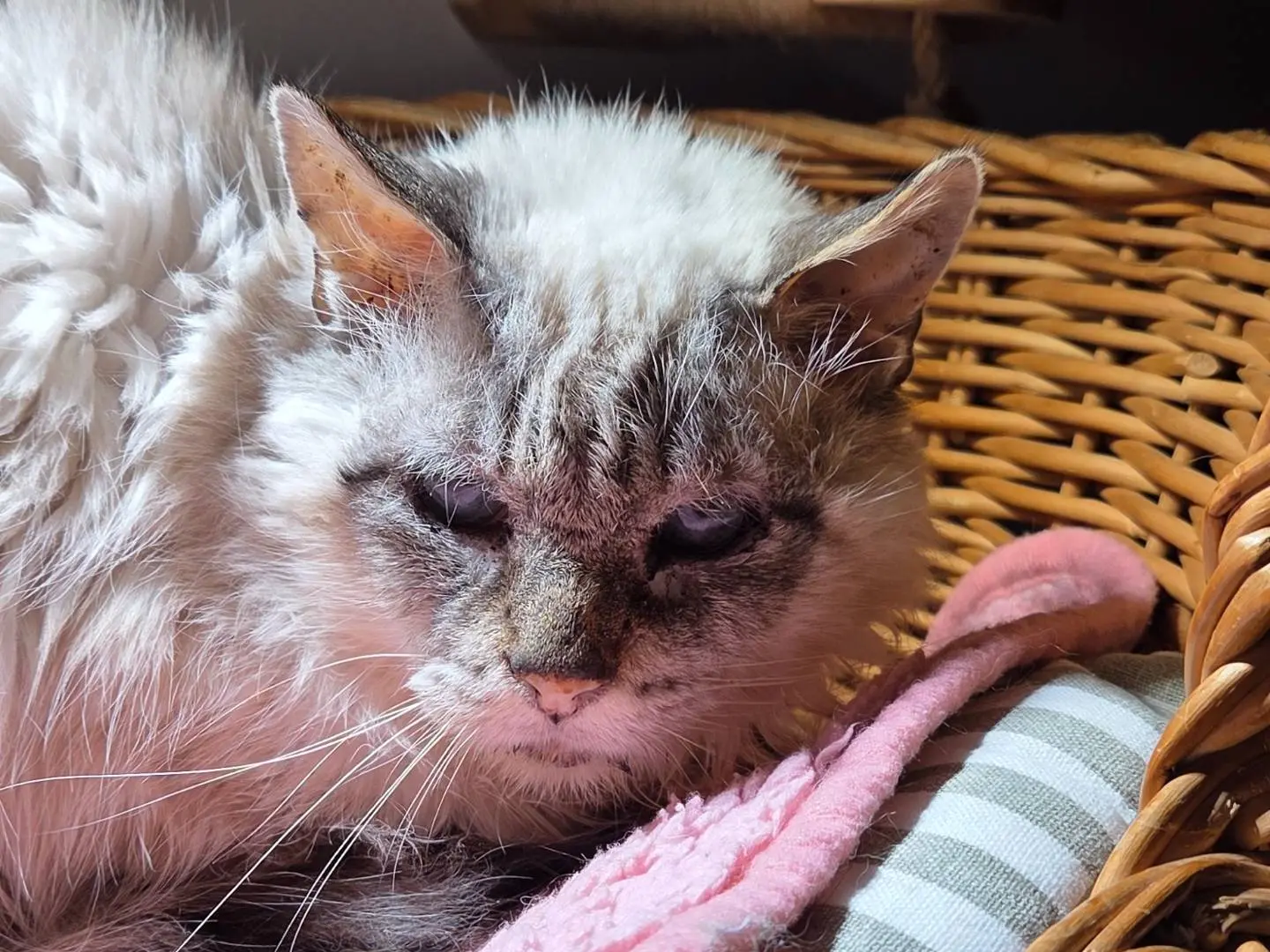Adotta un gatto, femmina, 8 anni e 4 mesi, Viterbo