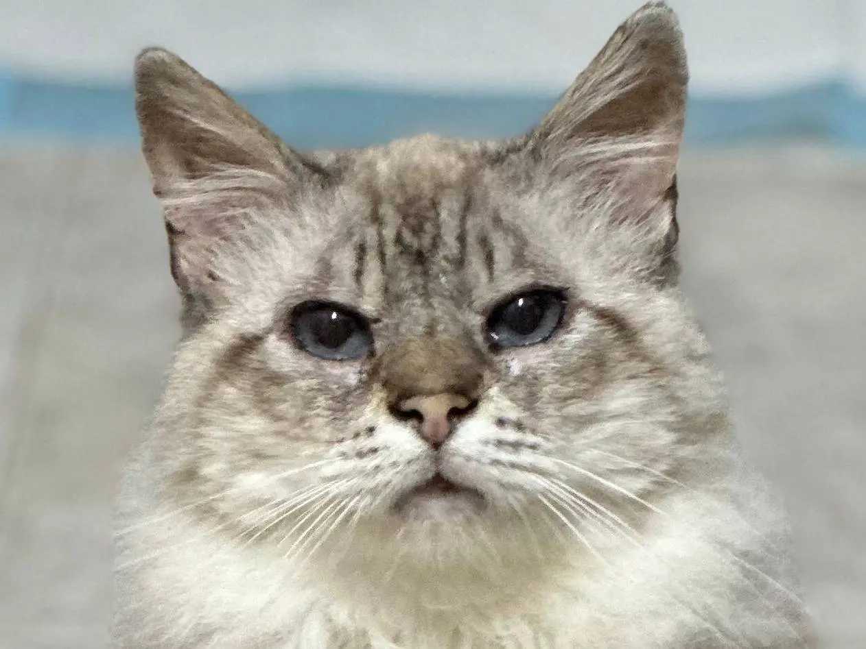 Adozione gatto, femmina, Razza sconosciuta Razza sconosciuta, 8 anni e 4 mesi, taglia non valida, Viterbo