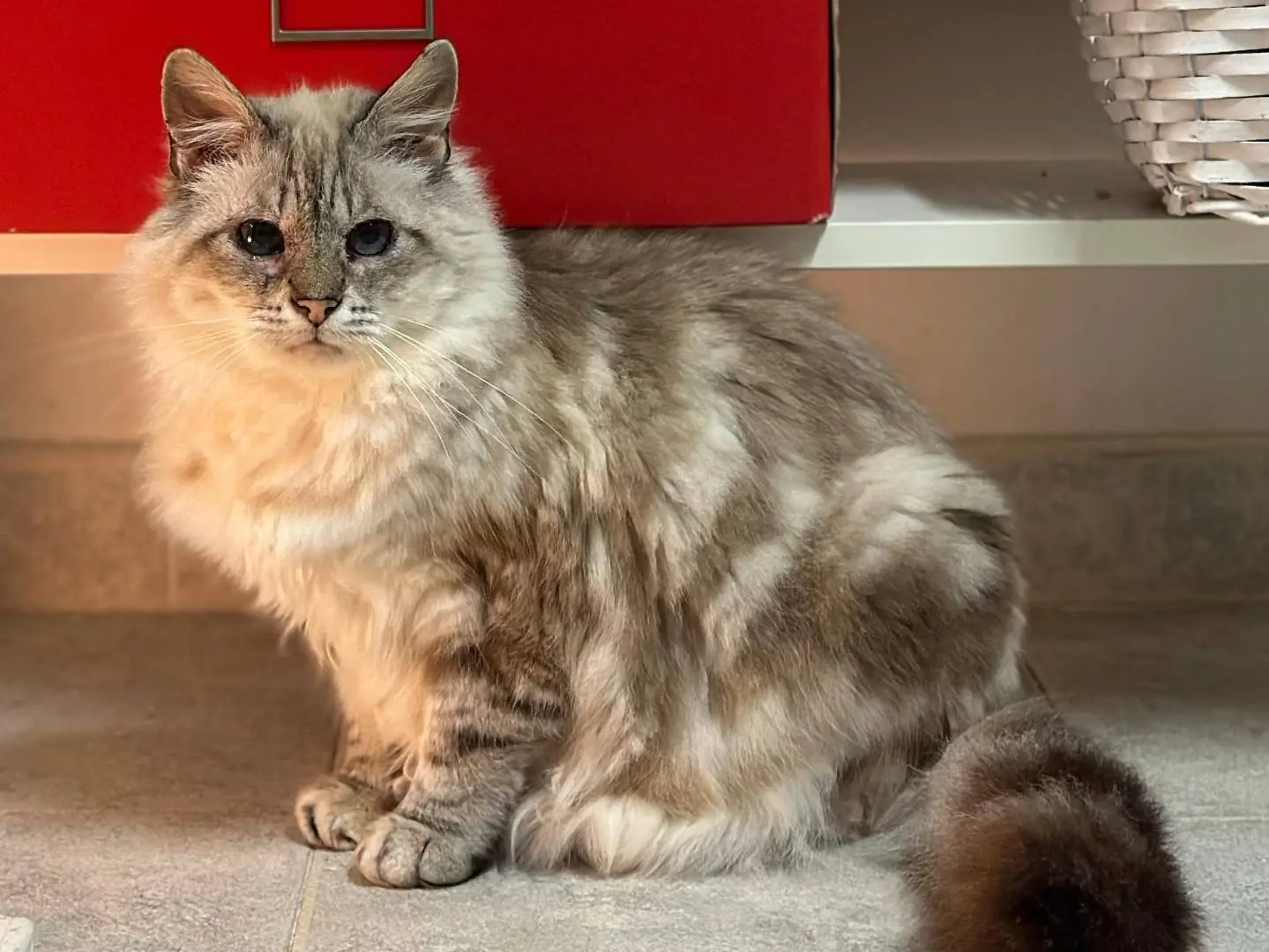 Adotta un gatto, taglia non valida, femmina, Viterbo