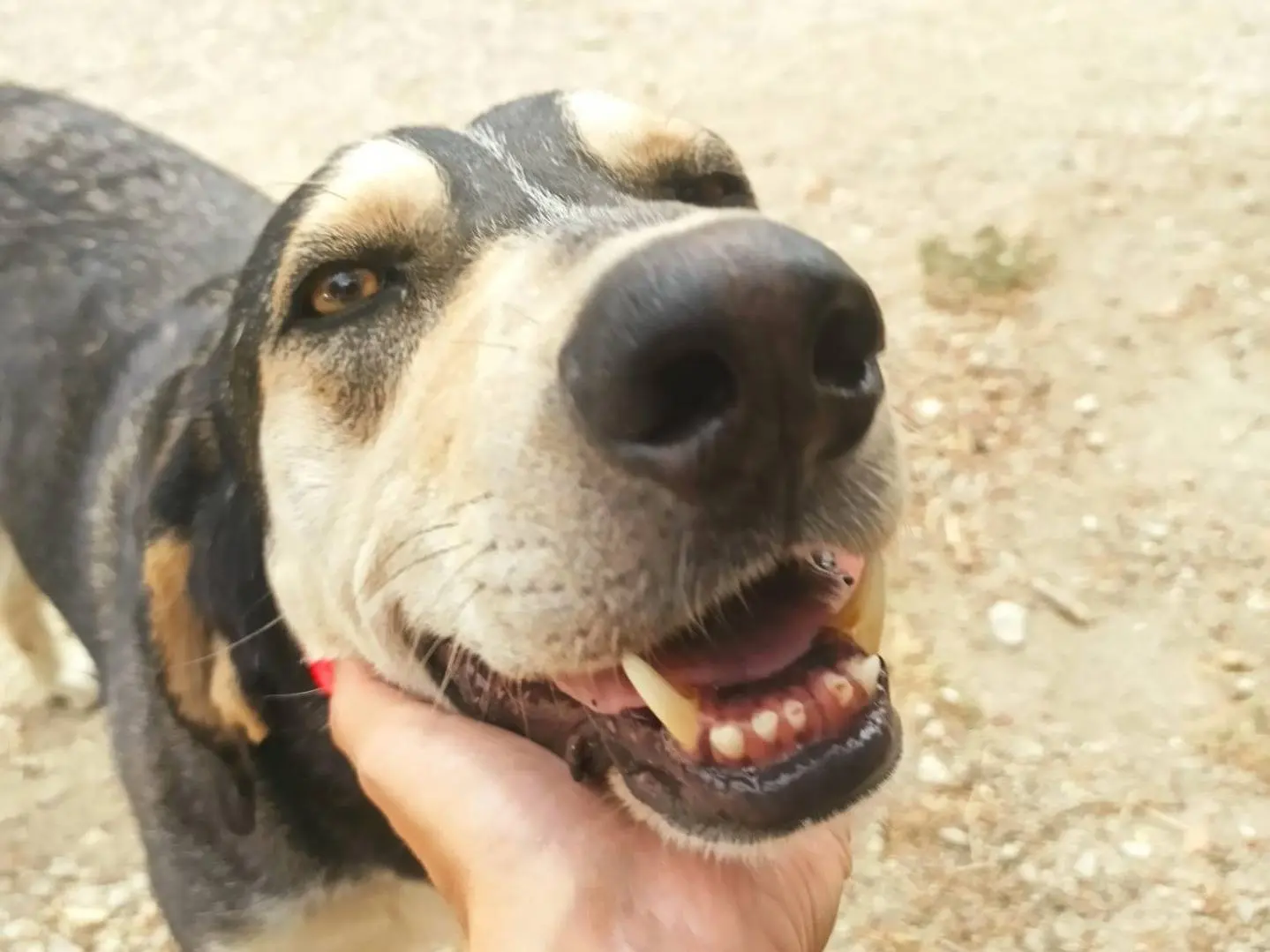 Vuoi adottare un cane a Chieti?
