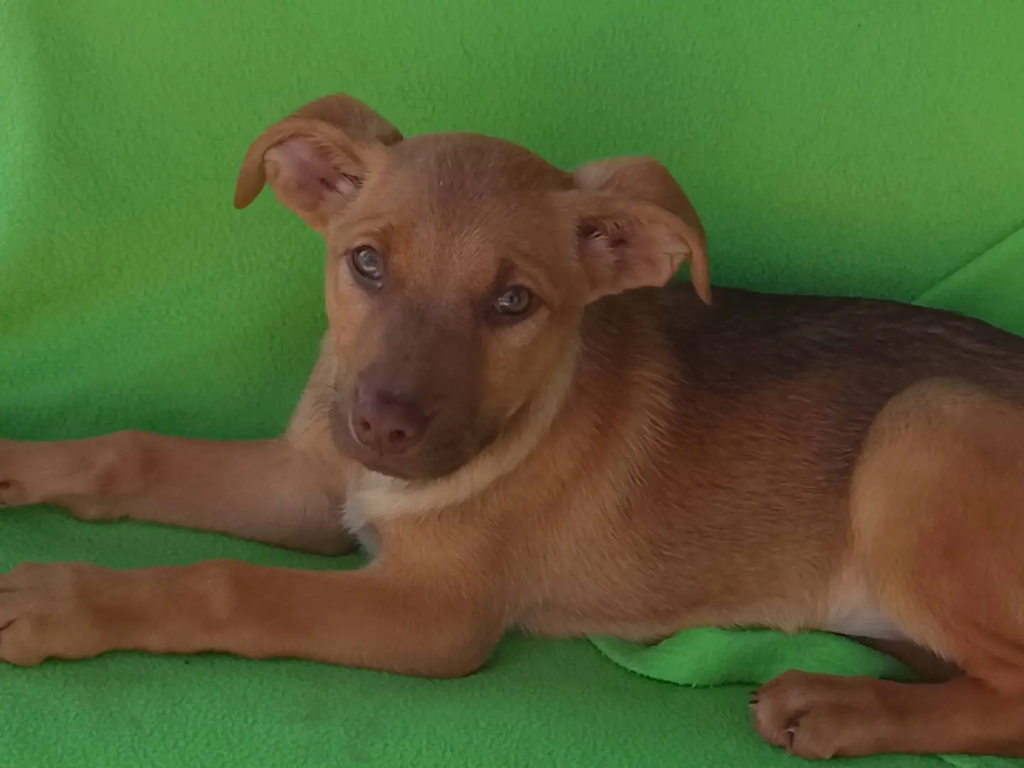 Adotta un cane, femmina, 7 mesi, Siracusa