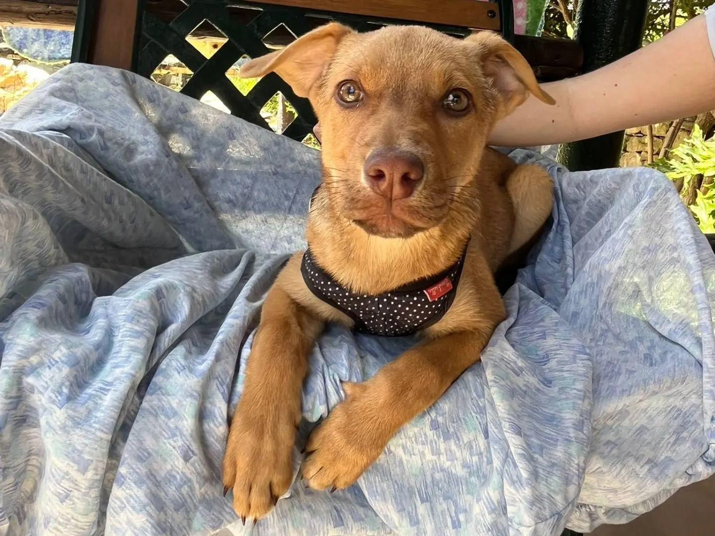 Adozione cane, femmina, Razza sconosciuta Razza sconosciuta, 7 mesi, taglia media, Siracusa