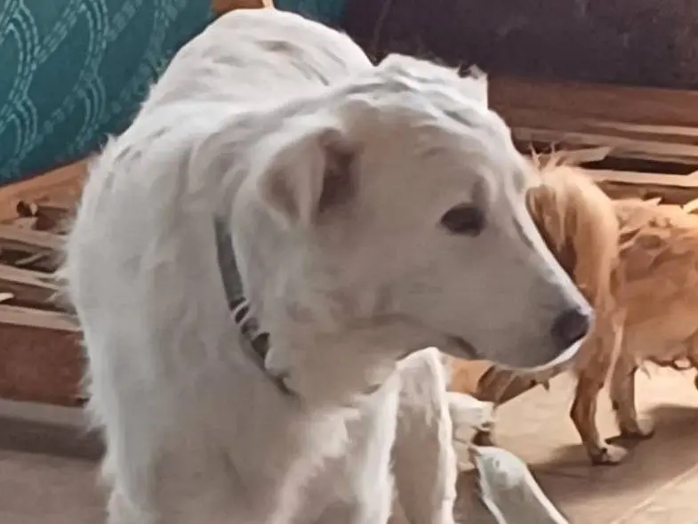 Adotta un cane, maschio, 11 anni e 9 mesi, Mantova