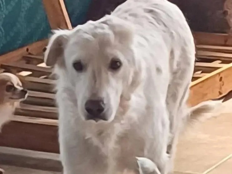 Vuoi adottare un cane a Mantova?