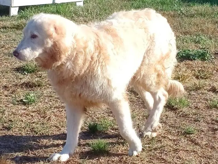 Adozione cane, maschio, Razza sconosciuta Razza sconosciuta, 11 anni e 9 mesi, taglia gigante, Mantova