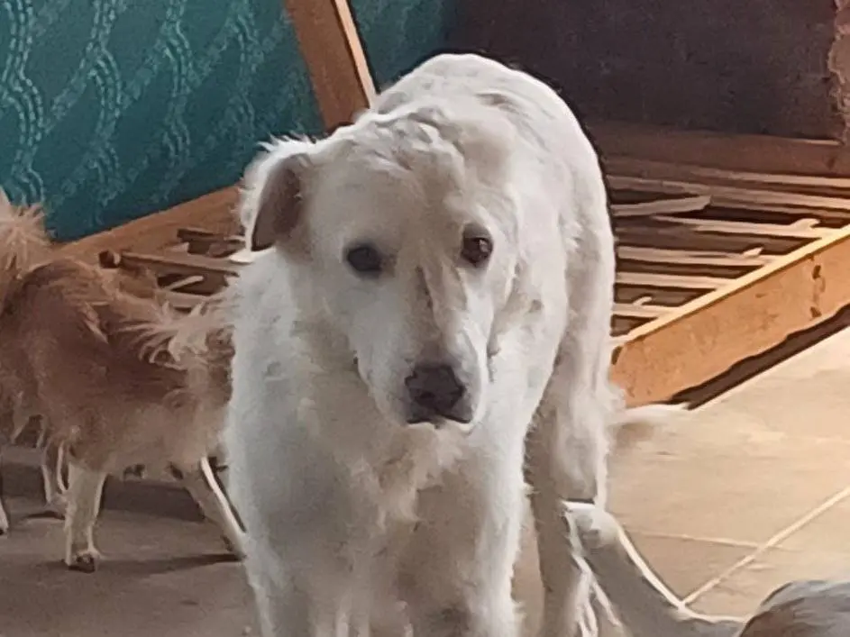Adotta il cane Nebbia a Mantova