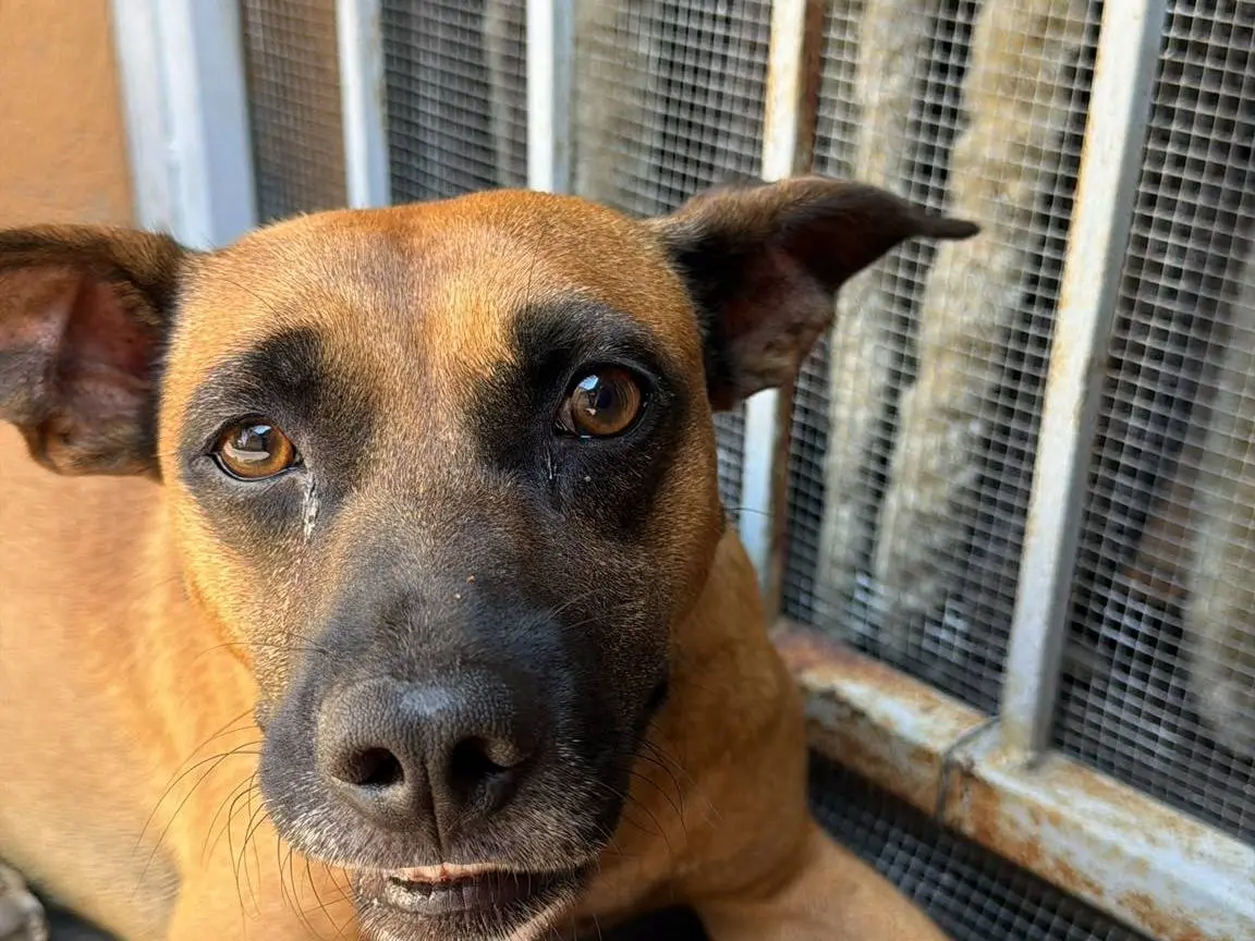 Adotta un cane, taglia media contenuta, maschio, Vibo