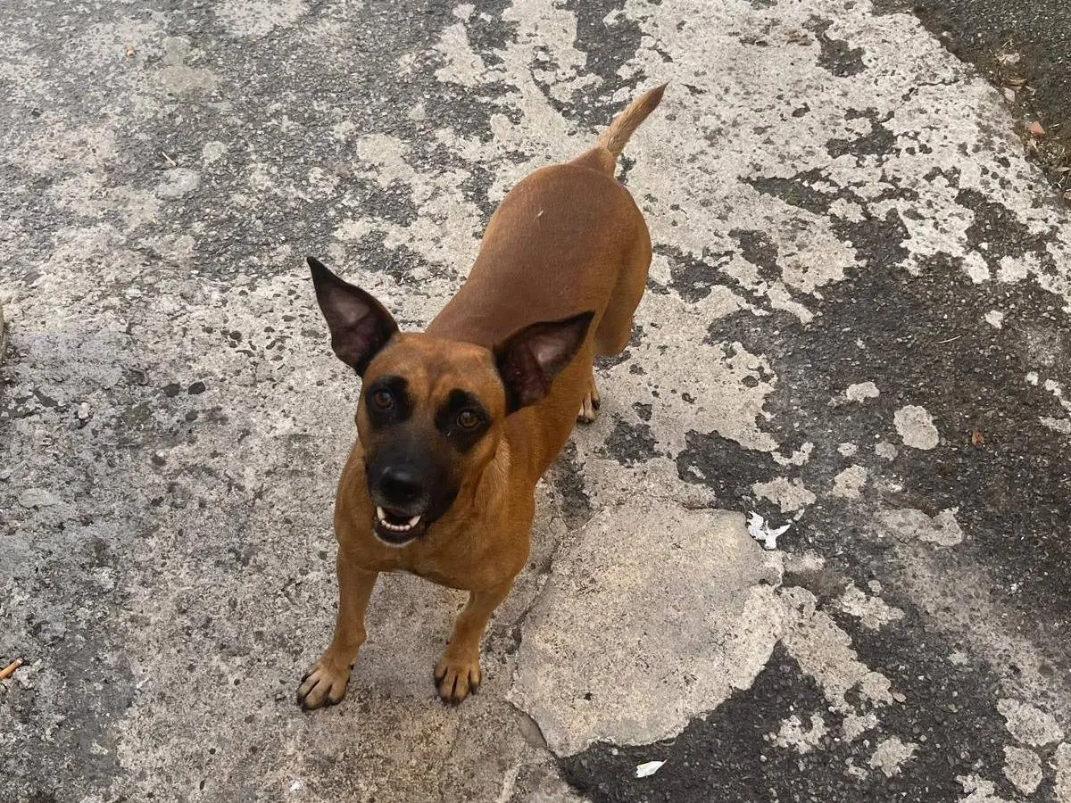Vuoi adottare un cane a Vibo?