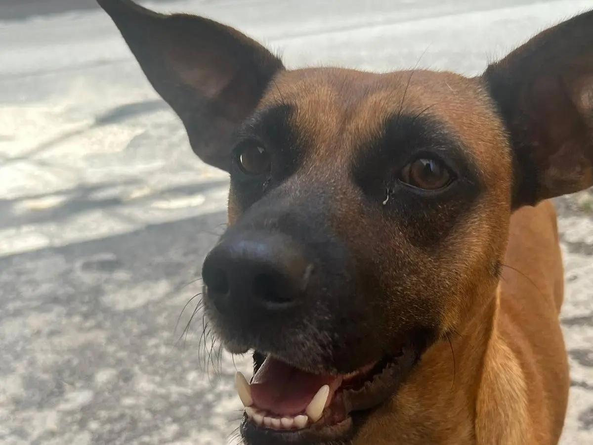 Adozione cane, maschio, Pinscher Razza sconosciuta, 2 anni e 2 mesi, taglia media contenuta, Vibo