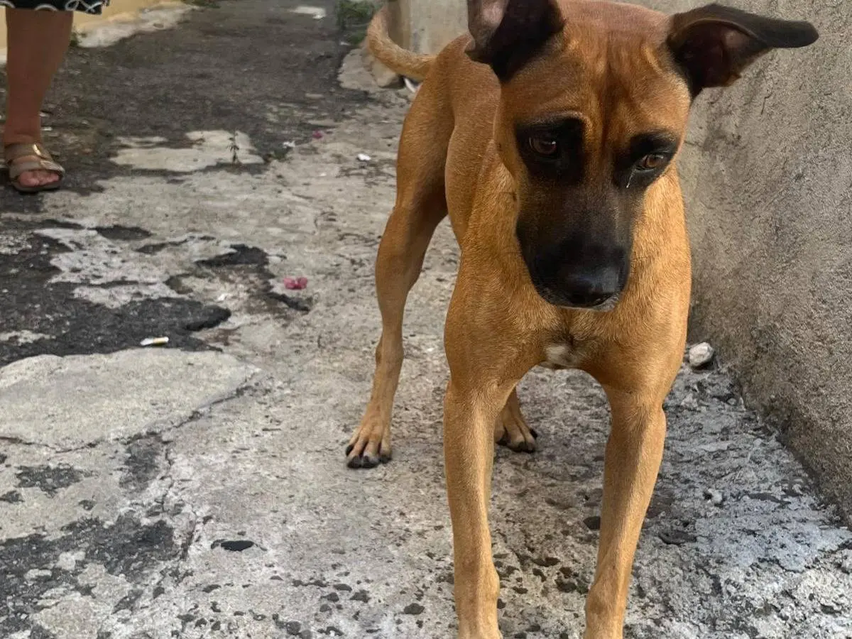 Adotta un cane, maschio, 2 anni e 2 mesi, Vibo