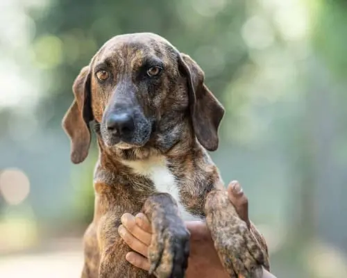 Vuoi adottare un cane a Latina?