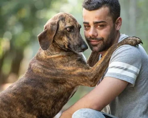 Adozione cane, femmina, Segugio, 7 anni e 9 mesi, taglia media, Latina