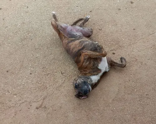 Adotta un cane, taglia media, femmina, Latina
