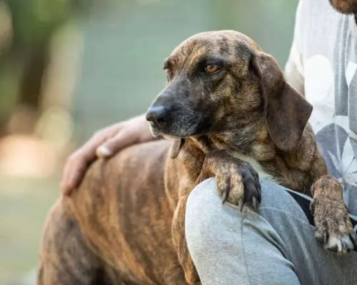 Adotta un cane, femmina, 7 anni e 9 mesi, Latina