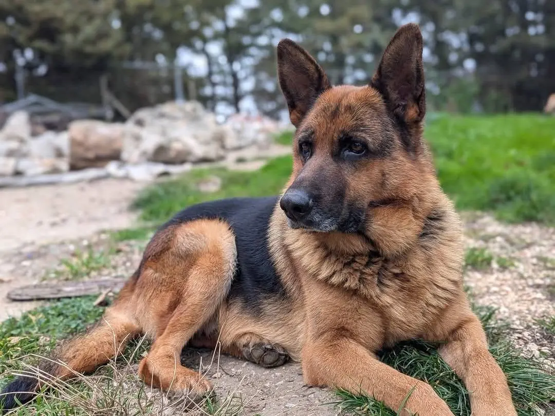 Adozione cane, maschio, Pastore tedesco Razza sconosciuta, 6 anni e 8 mesi, taglia gigante, Benevento