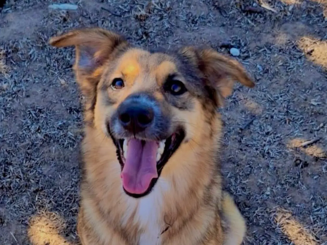 Adotta un cane, femmina, 1 anno e 1 mese, Crotone
