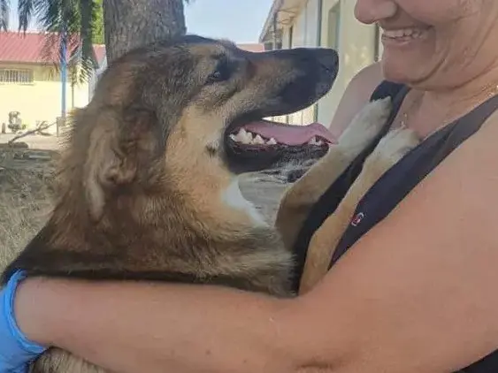 Adotta un cane, taglia media, femmina, Crotone
