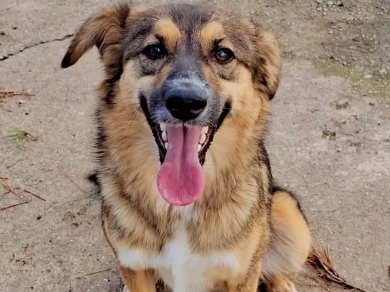 Adozione cane, femmina, Razza sconosciuta Razza sconosciuta, 1 anno e 1 mese, taglia media, Crotone