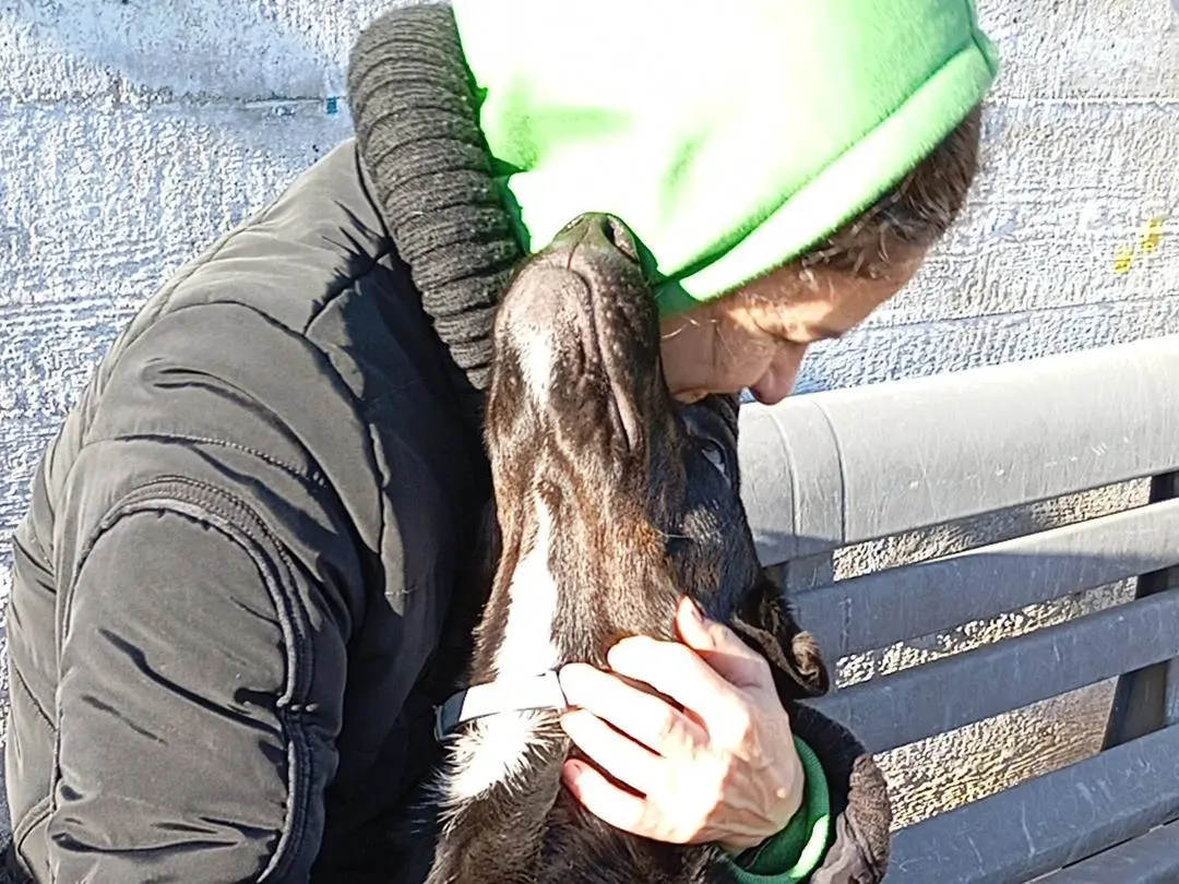 Adotta un cane, maschio, 4 anni e 2 mesi, Latina