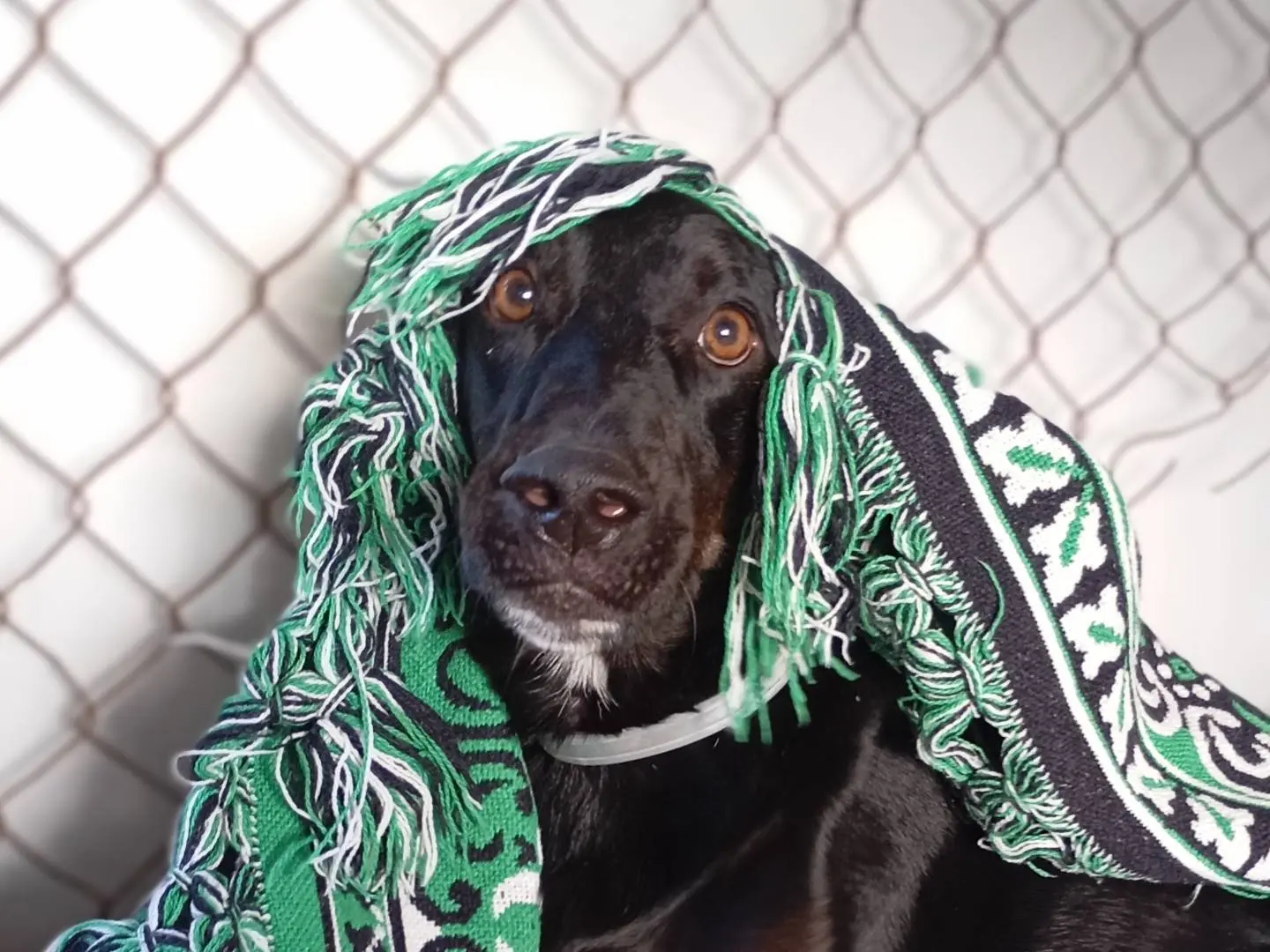 Adozione cane, maschio, Razza sconosciuta Razza sconosciuta, 4 anni e 2 mesi, taglia media, Latina
