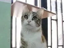 Foto 3 dell'animale