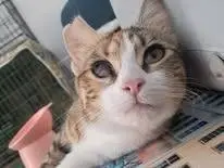 Foto 1 dell'animale
