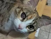 Foto 2 dell'animale