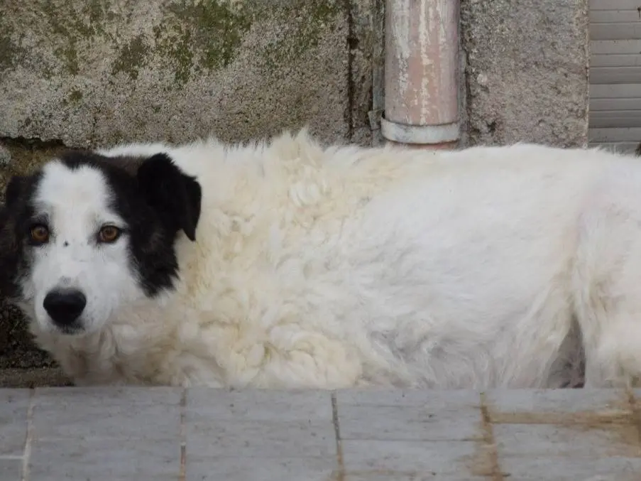 Adozione cane, maschio, Razza sconosciuta Razza sconosciuta, 7 anni e 2 mesi, taglia media, Chieti