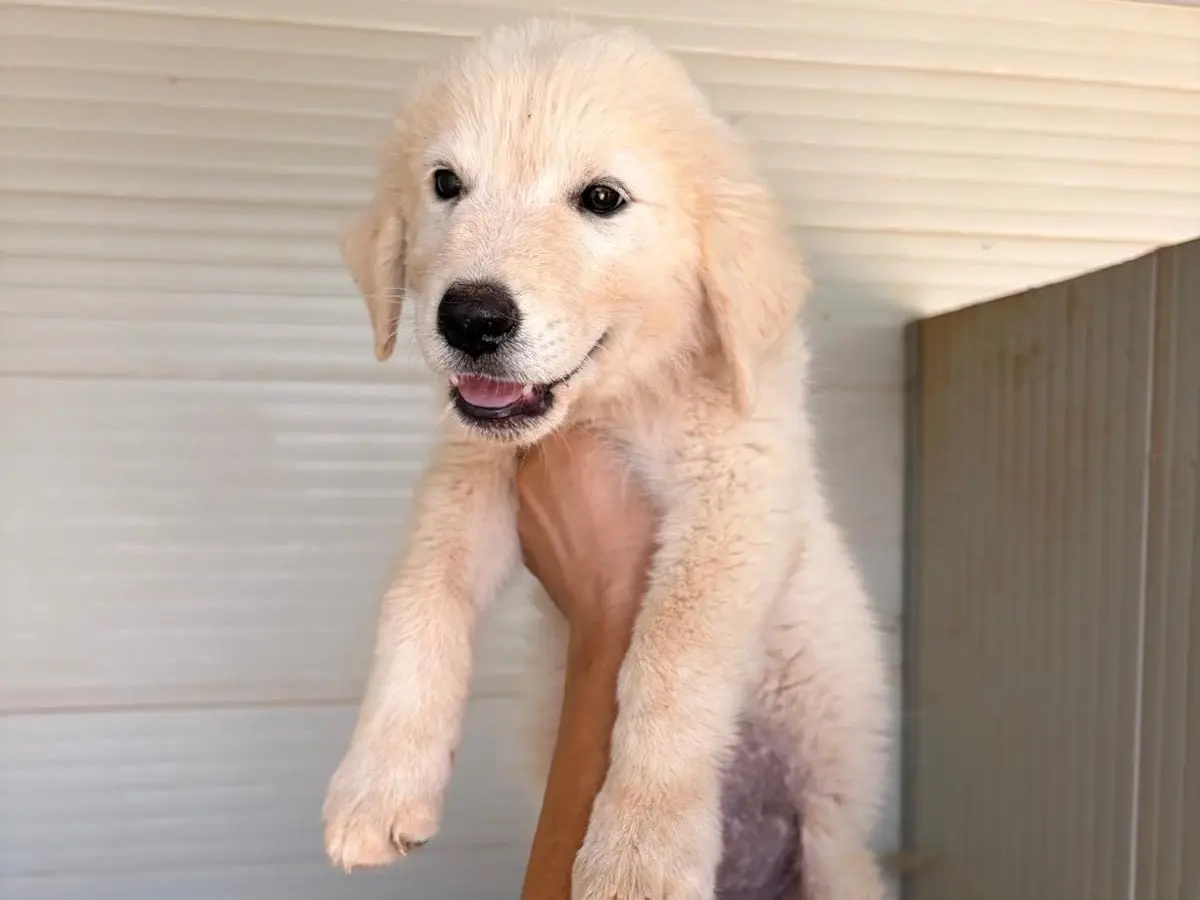 Adozione cane, maschio, Razza sconosciuta Razza sconosciuta, 4 mesi, taglia media, Taranto