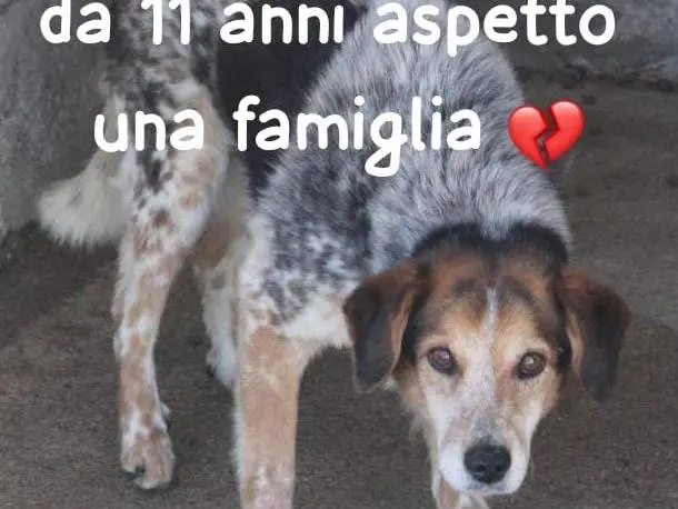 Foto 1 dell'animale