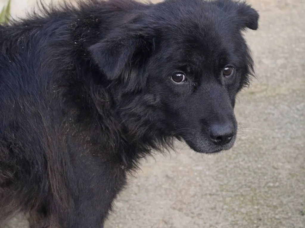 Adotta un cane, maschio, 5 anni, Avellino