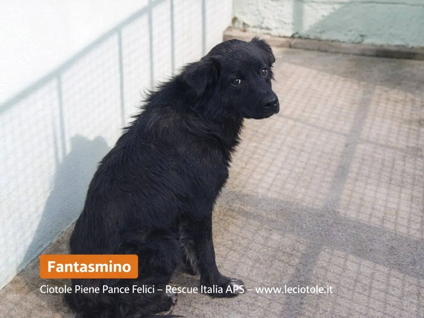 Adozione cane, maschio, Razza sconosciuta Razza sconosciuta, 5 anni, taglia media, Avellino
