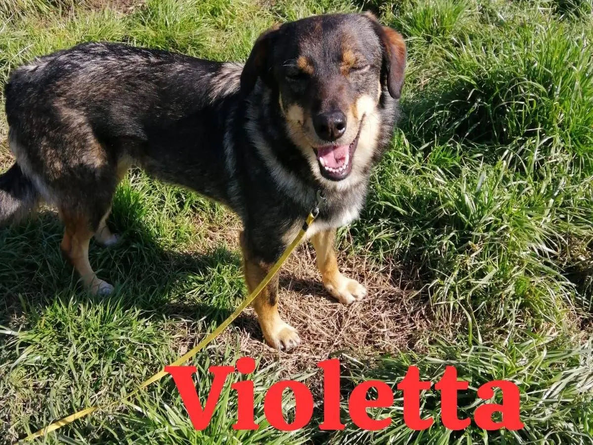Adozione cane, femmina, Razza sconosciuta Razza sconosciuta, 7 anni e 9 mesi, taglia media, Caserta