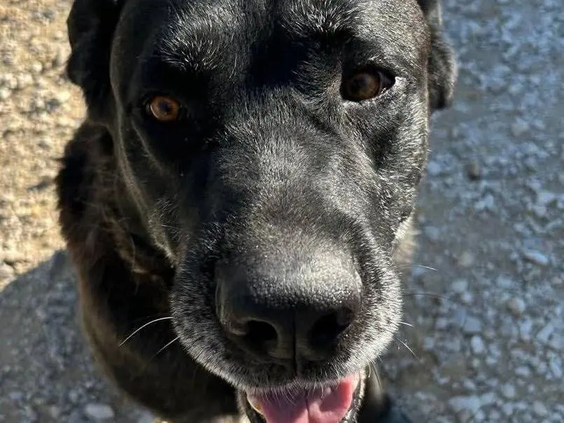 Vuoi adottare un cane a Pavia?