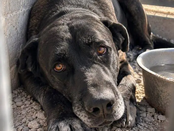 Adotta un cane, maschio, 8 anni e 1 mese, Pavia