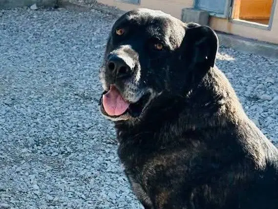 Adotta il cane Roberto a Pavia