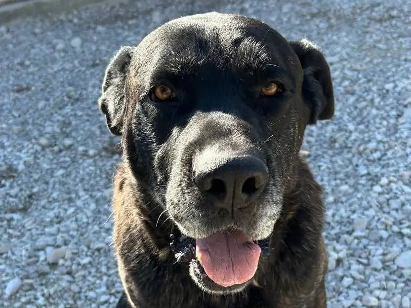 Adotta un cane, taglia gigante, maschio, Pavia