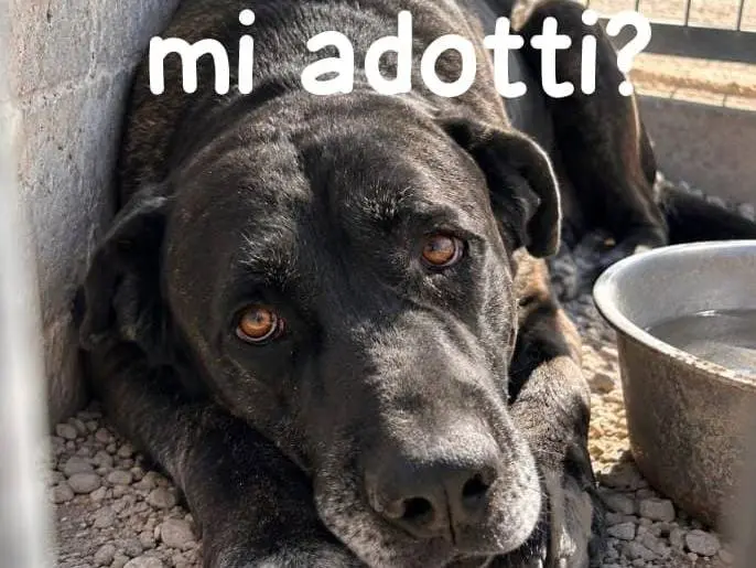 Adozione cane, maschio, Corso Labrador Retriever, 8 anni e 1 mese, taglia gigante, Pavia