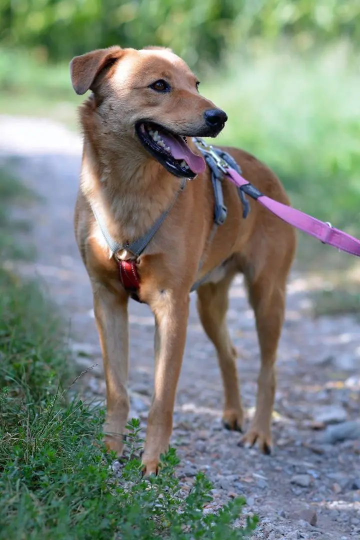 Adotta un cane, maschio, 10 anni e 4 mesi, Como