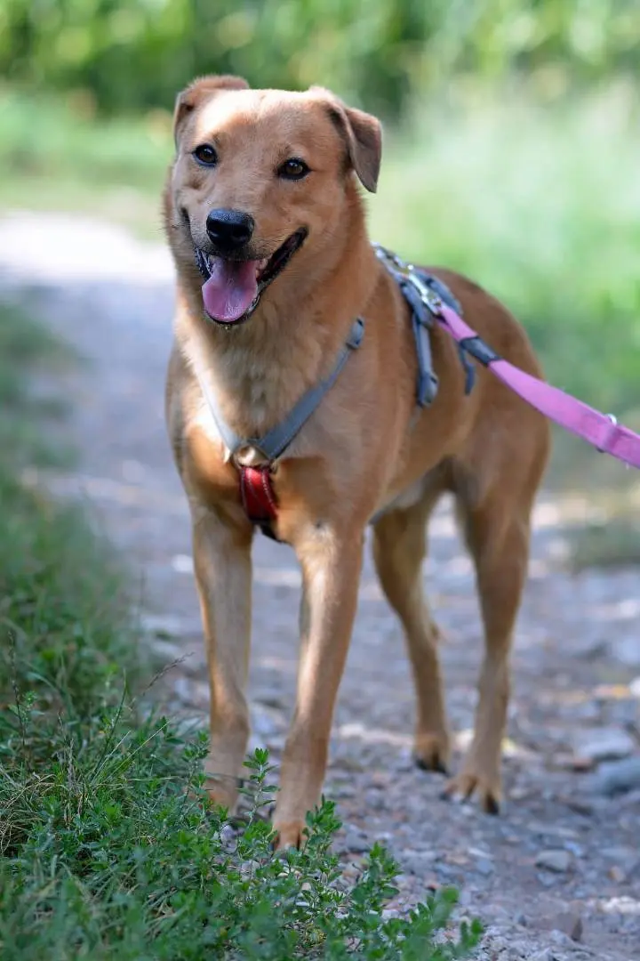 Vuoi adottare un cane a Como?