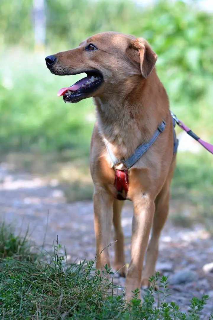 Adotta un cane, taglia media contenuta, maschio, Como