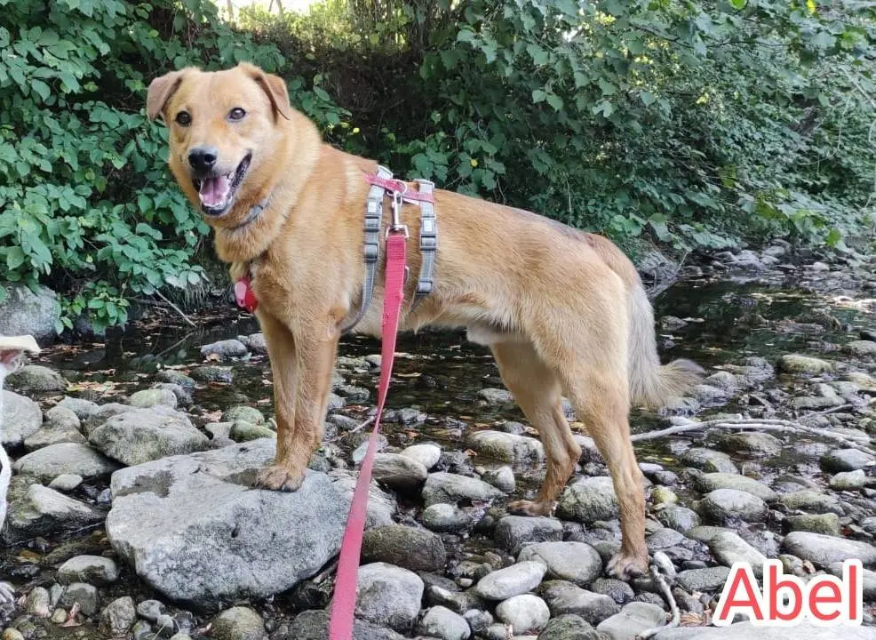 Adozione cane, maschio, meticcio, 10 anni e 4 mesi, taglia media contenuta, Como