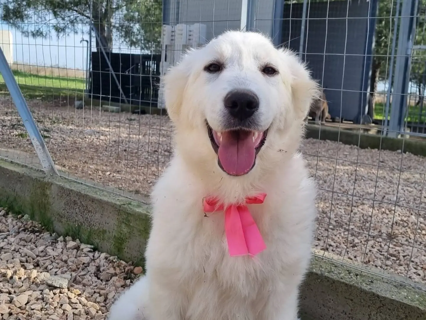 Adotta un cane, taglia grande, femmina, Taranto