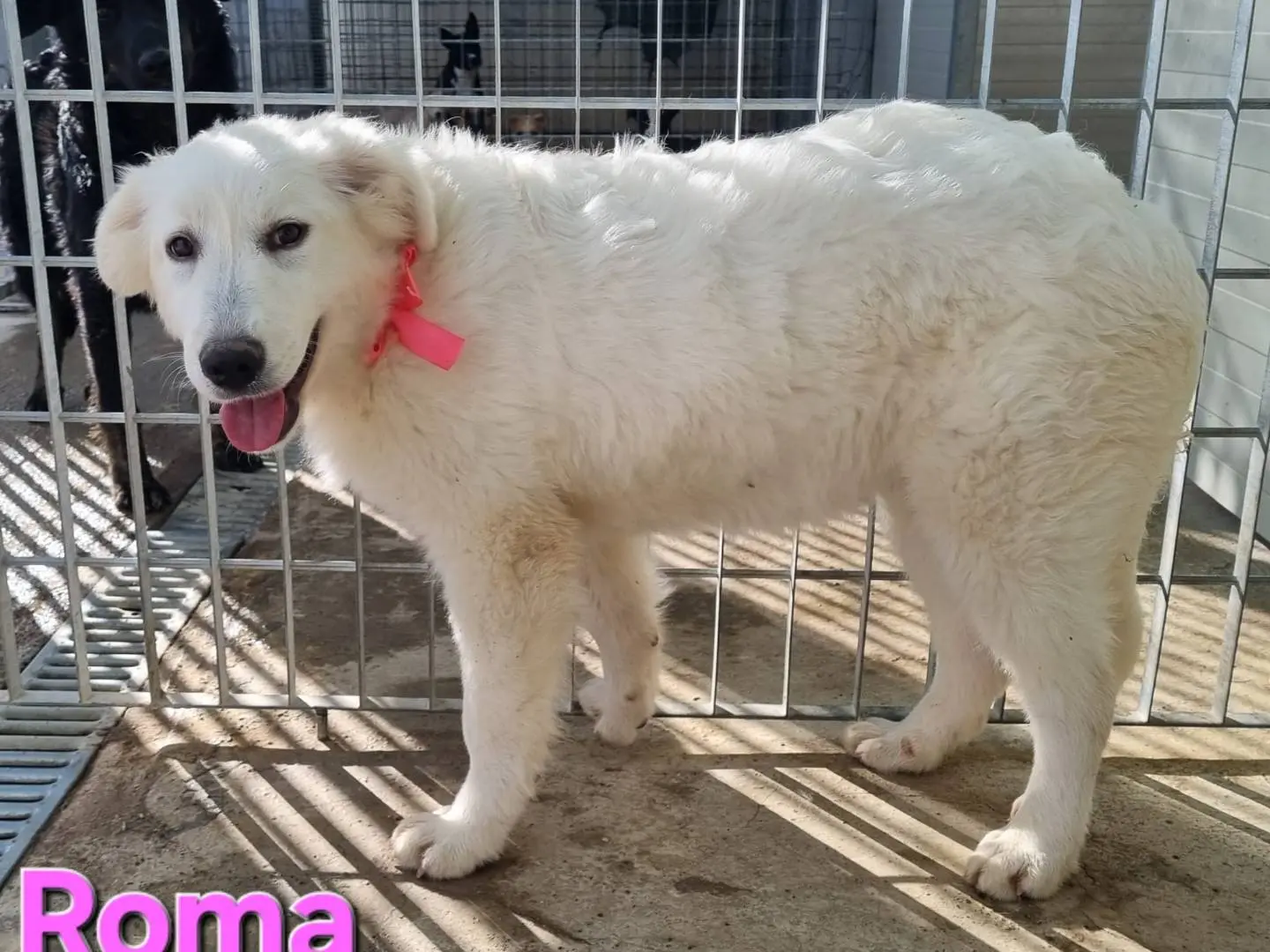 Vuoi adottare un cane a Taranto?