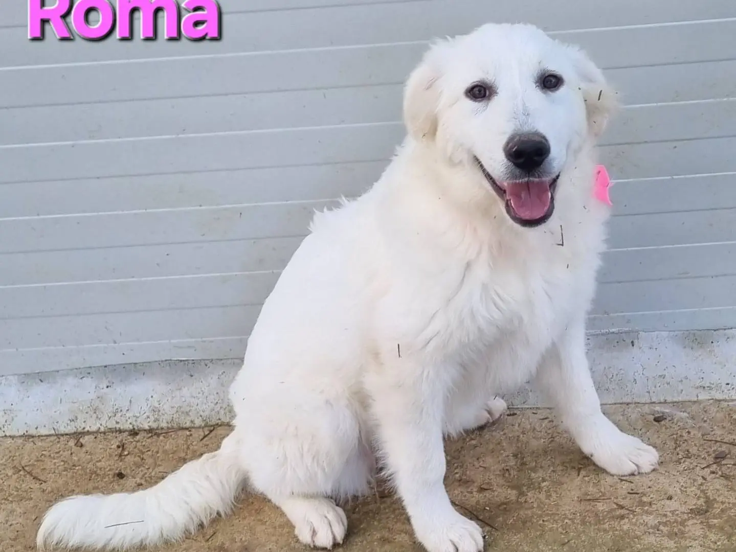 Adotta un cane, femmina, 1 anno e 2 mesi, Taranto